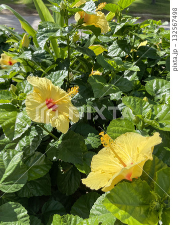 南国の太陽に照らされる黄色いハイビスカスの花 132567498