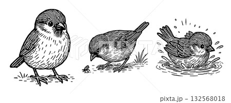スズメのしぐさを描いたペン画イラストセット、Pen Drawing Set of Sparrow  132568018