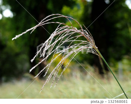 ススキの穂のクローズアップ(花が咲き終わったばかりの薄) ススキの穂のクローズアップ(花が咲き終わったばかりの薄) 132568081