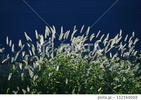 ネコジャラシ ネコジャラシ 132568088