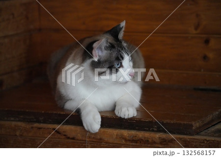 青い瞳のサクラネコ 132568157