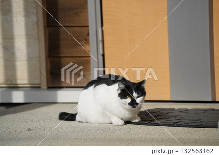 玄関で待つのサクラネコ 132568162