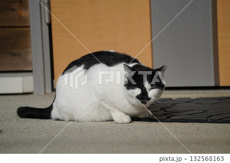玄関で待つのサクラネコ 玄関で待つのサクラネコ 132568163