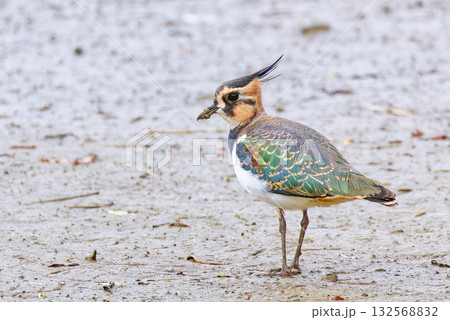 タゲリの幼鳥 タゲリの幼鳥 132568832