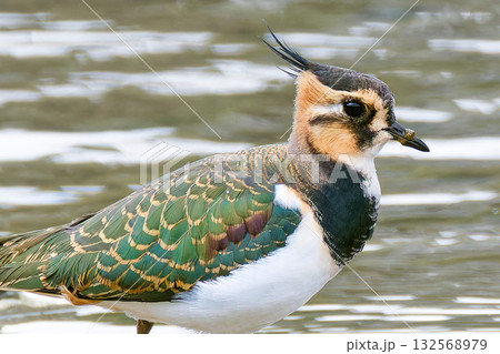 タゲリの幼鳥、クローズアップ タゲリの幼鳥、クローズアップ 132568979