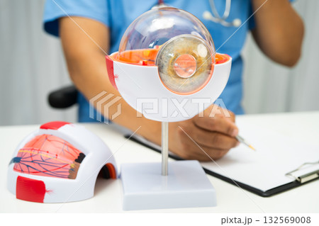 Asian doctor with eye human anatomy model for study diagnosis and treatment in hospital. 132569008