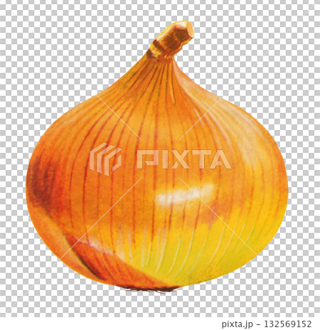 Illustration of onion 132569152