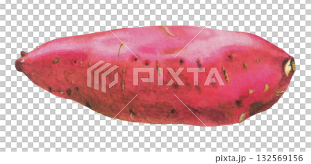 サツマイモのイラスト サツマイモのイラスト 132569156