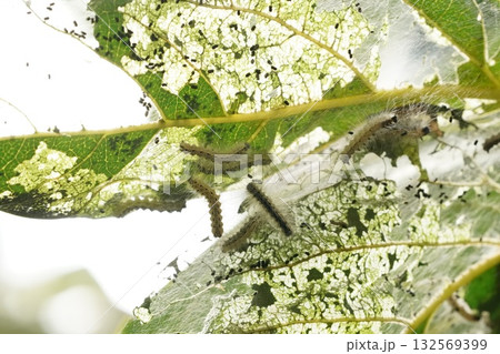 柿の木についた毛虫 柿の木についた毛虫 132569399
