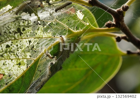 柿の木についた毛虫 柿の木についた毛虫 132569402