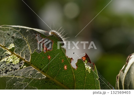 柿の木についた毛虫 132569403