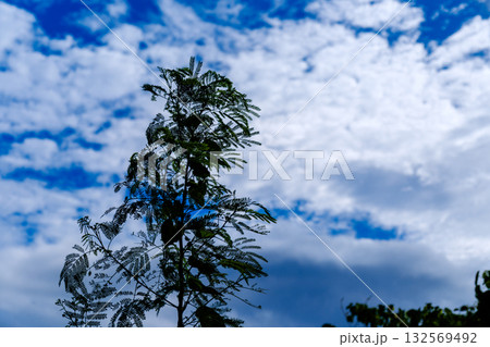 石垣島で見つけた南国の豊かな大自然を感じる風景 132569492