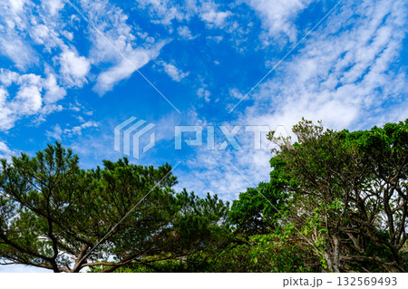 石垣島で見つけた南国の豊かな大自然を感じる風景 132569493