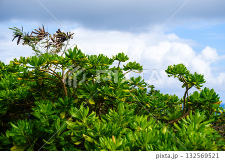 石垣島で見つけた南国の豊かな大自然を感じる風景 石垣島で見つけた南国の豊かな大自然を感じる風景 132569521