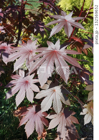 赤く色付いた「トウゴマ」の葉　 132569652