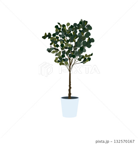 観葉植物　ユーカリ　イラスト 132570167