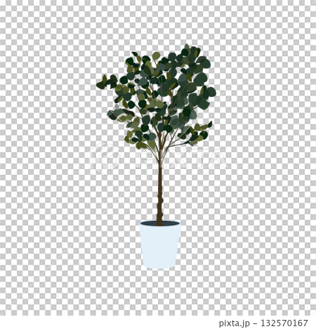 観葉植物　ユーカリ　イラスト 132570167