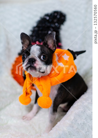 ハロウィンのコスプレをしたボストンテリア 132570560