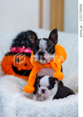 ハロウィンのコスプレをしたボストンテリアの親子 132570689