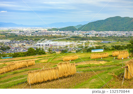 稲架掛けの風景と眼下に広がる善光寺平【姨捨の棚田】 稲架掛けの風景と眼下に広がる善光寺平【姨捨の棚田】 132570844