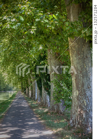 A bucolic path in the South of France A bucolic path in the South of France 132571284