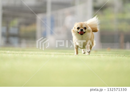 ドッグランの犬 132571330