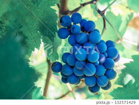Blue grapes clustered on a sunlit vine in a summer vineyard, ripe for harvest and winemaking, showcasing vibrant leaves, stems and the natural beauty of viticulture Blue grapes clustered on a sunlit vine in a summer vineyard, ripe for harvest and winemaking, showcasing vibrant leaves, stems and the natural beauty of viticulture 132571429