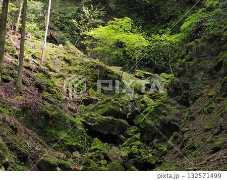 苔むした岩肌と新緑が彩る静かな渓谷の風景 132571499
