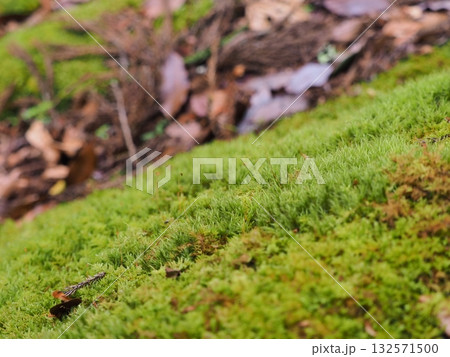 やわらかな苔のじゅうたんと森の静けさ 132571500