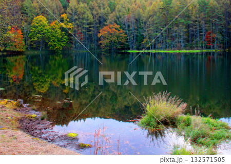 ススキと紅葉の御射鹿池 132571505