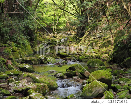 新緑に包まれた苔むす渓谷の清流 新緑に包まれた苔むす渓谷の清流 132571681
