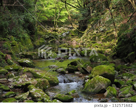 新緑に包まれた苔むす渓谷と清流の風景 132571682