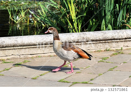 ロンドン・ハイドパークにいる鳥エジプトガン 132571861