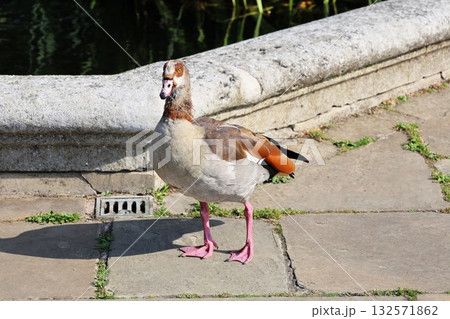 ロンドン・ハイドパークにいる鳥エジプトガン ロンドン・ハイドパークにいる鳥エジプトガン 132571862