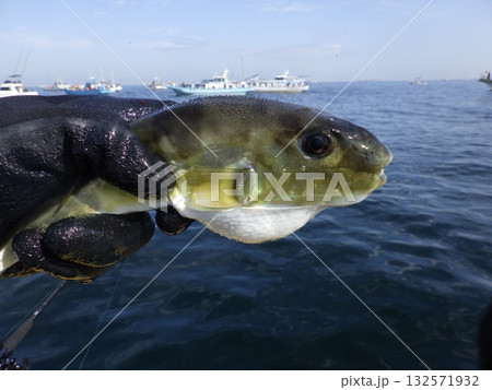 サバフグが釣れました 132571932