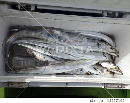 太刀魚が釣れました 太刀魚が釣れました 132571934