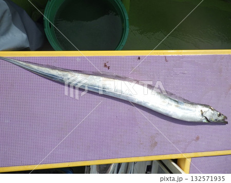 太刀魚が釣れました 太刀魚が釣れました 132571935