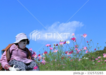 案山子とコスモス 秋の空 (高知県 奈半利町) 案山子とコスモス 秋の空 (高知県 奈半利町) 132572265