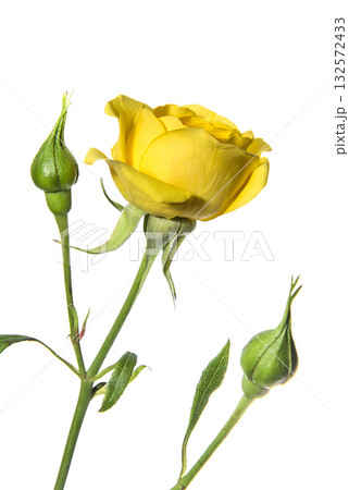 Yellow rose with buds isolated on a white background Yellow rose with buds isolated on a white background 132572433