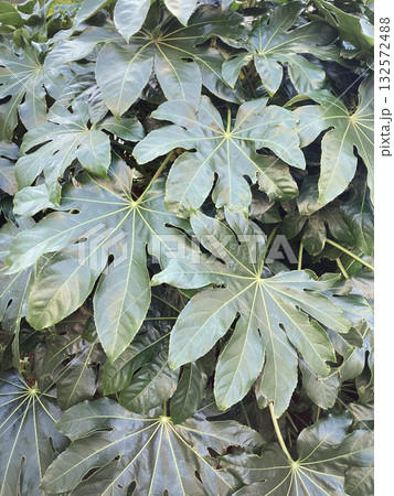 青々としたヤツデの葉  132572488