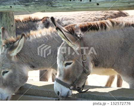 食事中のロバ 132572776