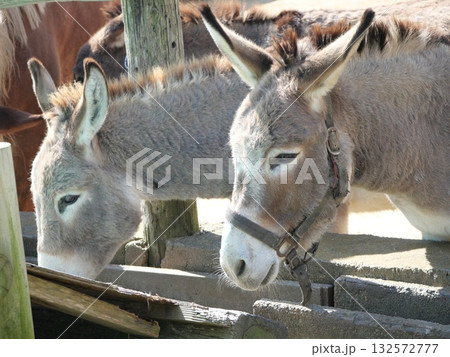 食事中のロバ 132572777