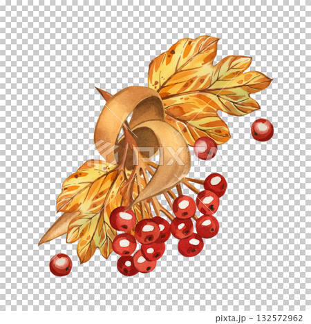 Autumn composition of viburnum berries, autumn yellow leaves and ribbon, all objects are hand-painted with watercolor. Watercolor illustration is perfect for Thanksgiving, card design, invitations. 132572962