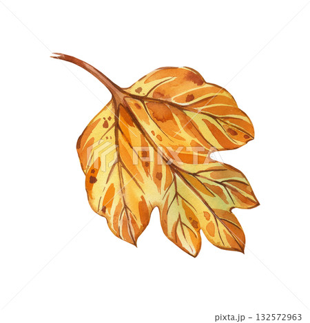 Autumn yellow leaf of viburnum shrub hand-painted with watercolor and isolated on white background. Watercolor illustration is perfect for printing on fabric, paper, for decor and design. Autumn yellow leaf of viburnum shrub hand-painted with watercolor and isolated on white background. Watercolor illustration is perfect for printing on fabric, paper, for decor and design. 132572963
