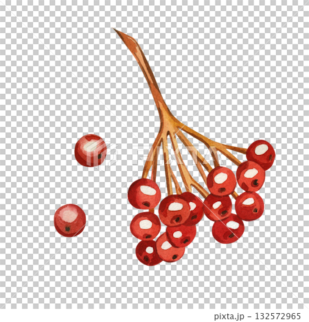 A branch of red viburnum berries, individual ripe berries, all objects are hand-painted with watercolor. Watercolor illustration is perfect for printing on paper, product packaging design, textiles. 132572965