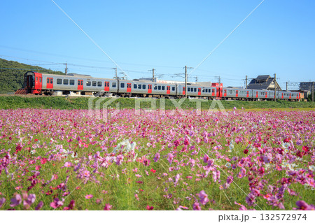 コスモス畑と813系電車(JR九州) コスモス畑と813系電車(JR九州) 132572974