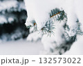 Snow Covered Pine Branches Clinging to Winter Blue Snowy Scene in Quiet Forest 132573022