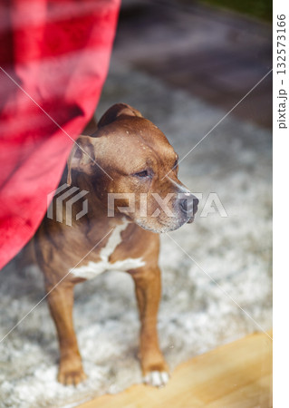 Brown mixed breed dog behind a window at home, waiting for its owner, symbol of loyalty, separation, and indoor life. Brown mixed breed dog behind a window at home, waiting for its owner, symbol of loyalty, separation, and indoor life. 132573166