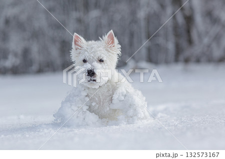 West Highland White Terrier sitting in deep snow, serene winter portrait of a playful white dog with copy space for seasonal pet themes. West Highland White Terrier sitting in deep snow, serene winter portrait of a playful white dog with copy space for seasonal pet themes. 132573167