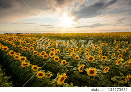 Field of blooming sunflowers against setting sun in the evening 132573485